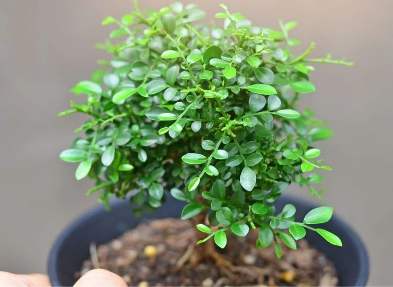 Mała murraya rośnie powoli, ale należy do grupy roślin, z których da się stworzyć wyjątkowo artystyczne, żywe formy bonsai