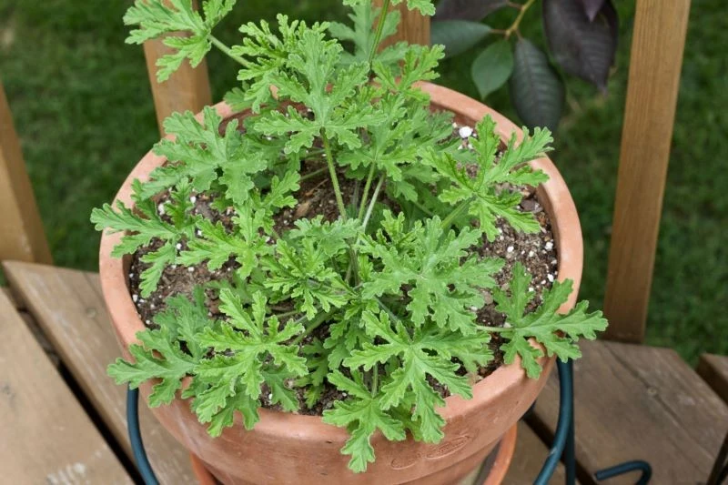 Anginka, choć znana z babcinych parapetów, nie traci na popularności