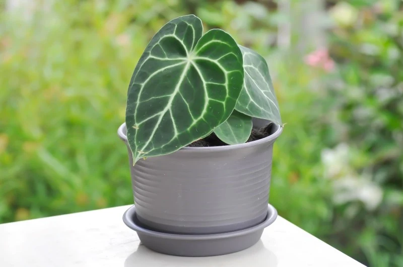 Anturium crystallinum wyróżnia się liściami z efektownym unerwieniem