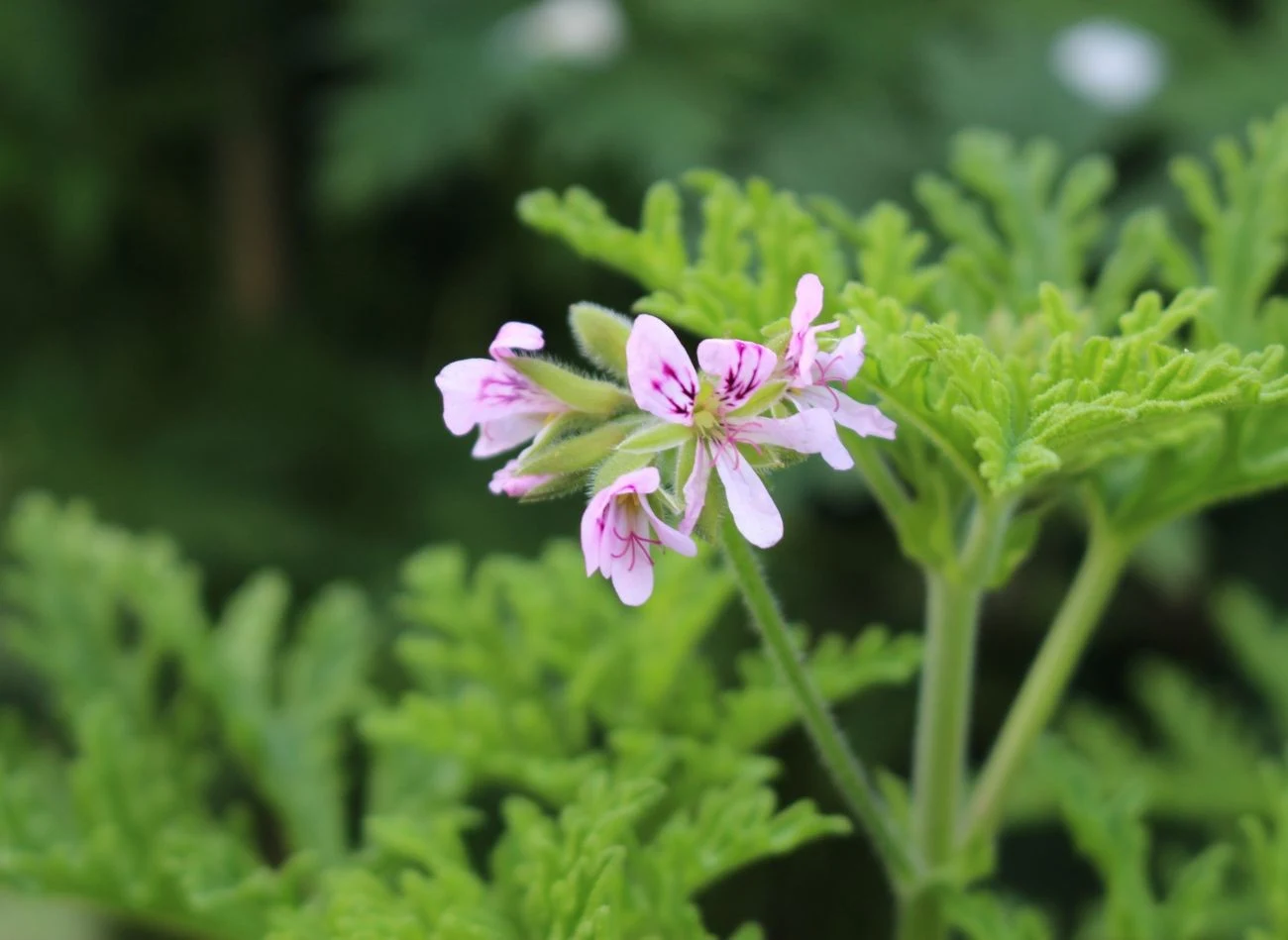 Prostota rozmnażania to jedna z wielu zalet anginki. Zdarza się, że roślina zakwita.