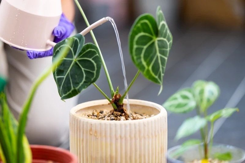 Anturium crystallinum powinno mieć stale lekko wilgotne podłoże, ale nie wolno dopuścić do przelania