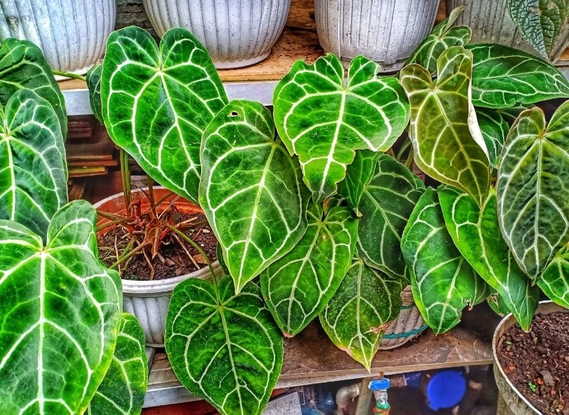 Anturium crystallinum może paść ofiarą chorób i szkodników