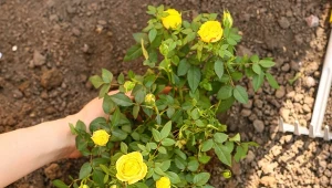 Róże najlepiej sadzić jesienią. Wybierz wyjątkowo odporne odmiany, a przetrwają zimę bez szwanku.