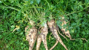 Zbiory zakończone? Czas na kopcowanie warzyw - dobry sposób na przechowywanie w warstwach ziemi podpowiedzieli mi dziadkowie.