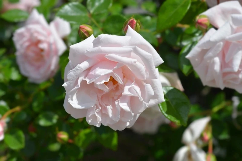 Róża 'New Dawn' doskonale znosi niskie temperatury, dlatego nie wymaga okrycia na zimę