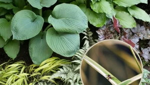 Jakie rośliny przyciągają kleszcze do ogrodu? List jest całkiem długa, sprawdź i unikaj tworzenia zachęcającego siedliska. Fot. stepo4kin/YinYang/CanvaPro