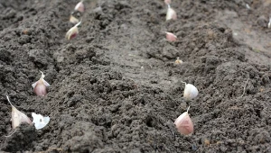 Sprawdź, jak bezbłędnie posadzić czosnek w listopadzie.