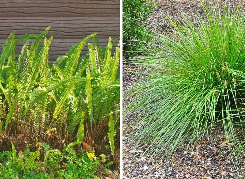 Popularnie sadzone w ogrodach paprocie, mszaki czy wilgociolubne niskie trawy ozdobne to gatunki uwielbiane przez kleszcze