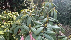 Rododendrony należy zabezpieczyć na zimę, dzięki czemu przetrwają ten trudny okres w dobrej kondycji./Deccoria.pl