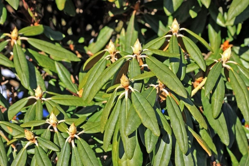 Przed zimą rododendrony należy obficie podlać, aby nie dopuścić do wystąpienia suszy fizjologicznej