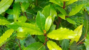 Drzewko laurowe można uprawiać w ogrodzie. Jego liście mają szerokie zastosowanie zarówno w klucnni, jak i lecznicze.