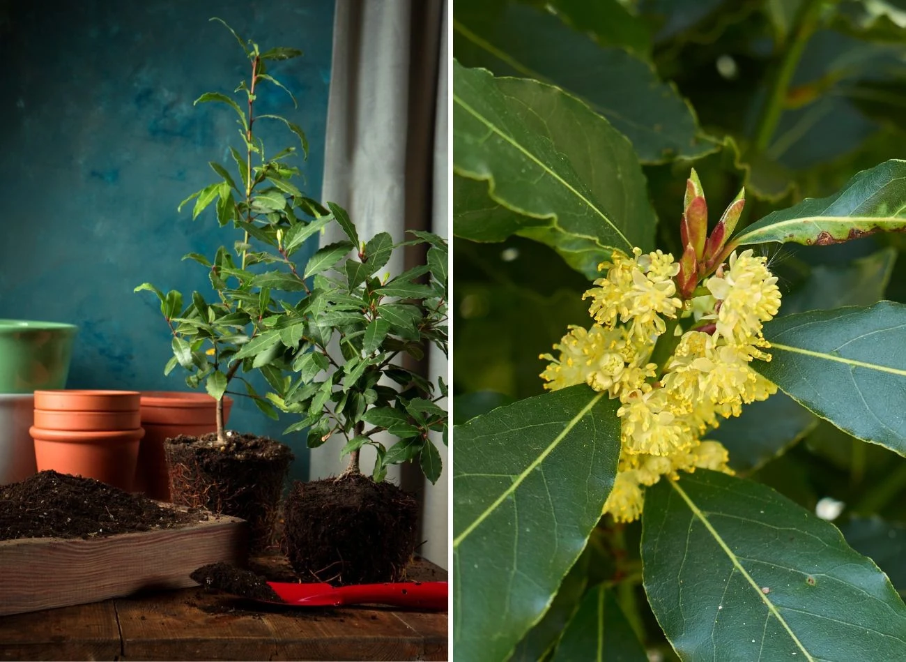 Uprawa liścia laurowego w doniczce nie jest trudna