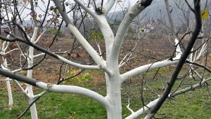 Bielenie drzew owocowych jesienią chroni drzewa przed nagłymi zmianami temperatury.