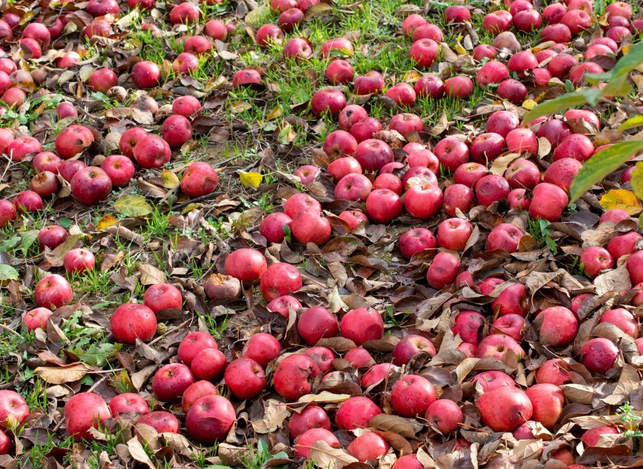 Owoce, które zostały na drzewie lub spadły na ziemię, powinny zostać zutylizowane.