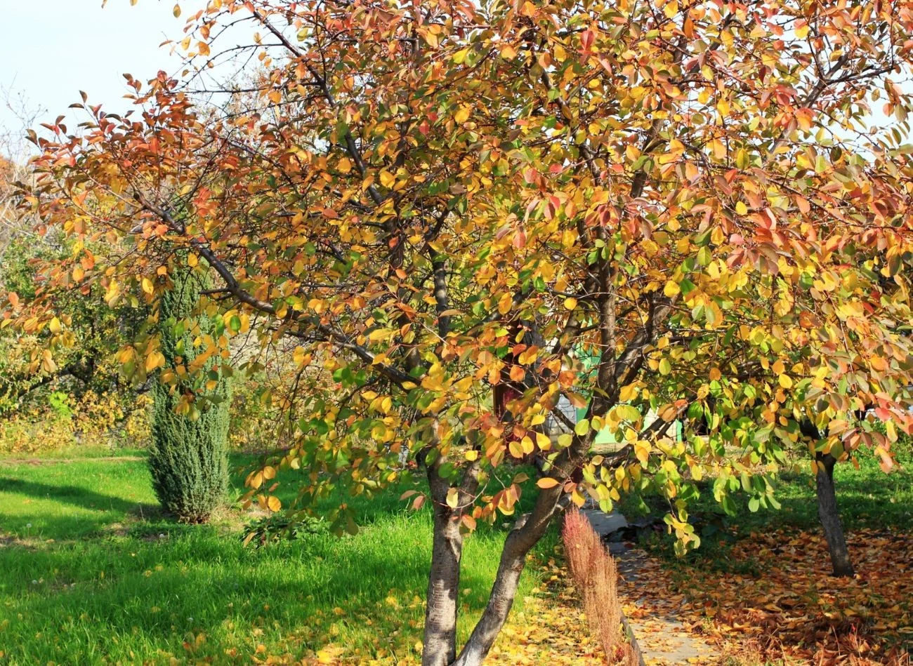 Oprysk mocznikiem wykonujemy w czasie opadania liści z drzew, najlepiej po pierwszych przymrozkach.