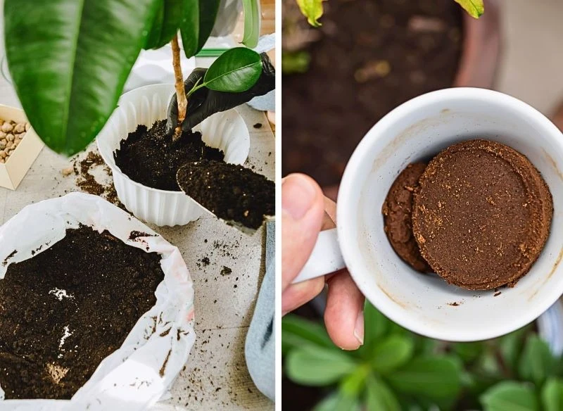 Dodanie suchych fusów po kawie do podłoża zadziała jak ekologiczno odżywka wzbogacająca skład podłoża dla twoich kwiatów