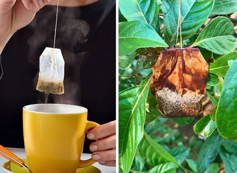 Po zaparzeniu i wystudzeniu ekstrakt z herbaty warto wykorzystać np