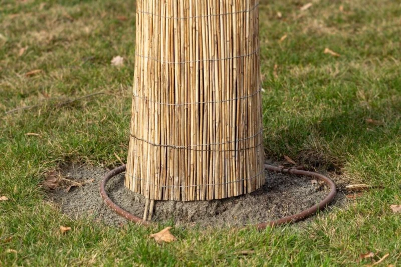 Niektóre drzewa trzeba okrywać przed nadejściem mrozów