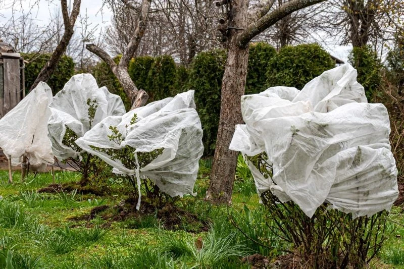 Agrowłóknina okaże się pomocna przy okrywaniu krzewów