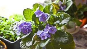 Fiołek afrykański wyróżnia się pięknymi i kolorowymi kwiatami, które dodają uroku każdemu wnętrzu.