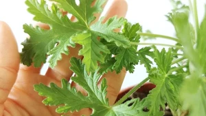 Granium to roślina, która na wiele zastosowań leczniczych.