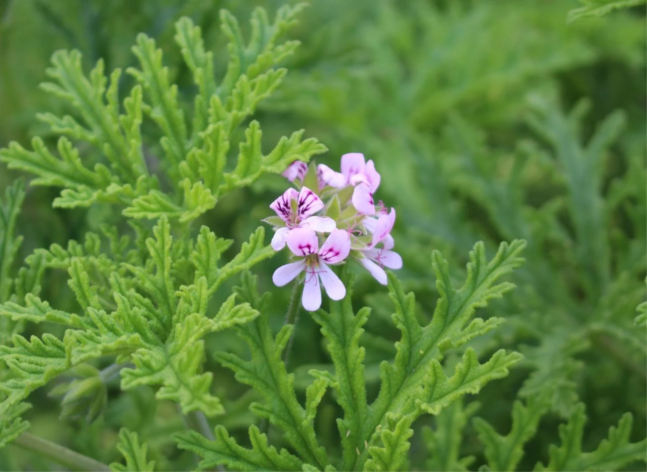 Geranium rzadko kwitnie w warunkach domowych, ale może się zdarzyć, że wypuści niewielkie, jasnoróżowe kwiatuszki