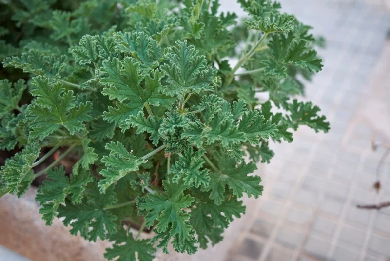 Geranium to roślina idealna do sypialni