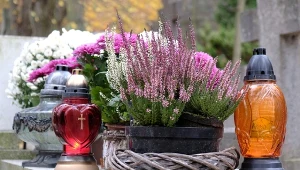 Poznaj kwiaty, które są najbardziej polecane na cmentarz.