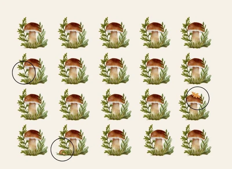 Rozwiązanie grzybowej zagadki optycznej