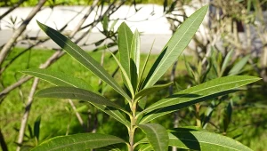 Przechowywanie oleandra w pomieszczeniu przez zimę to prosty sposób na zabezpieczenie egzotycznej rośliny.