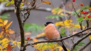 Rozwiąż QUIZ i sprawdź swoją wiedzę na temat ptaków spotykanych w ogrodach.