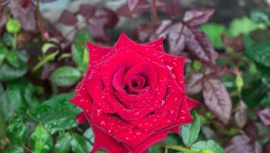 Podpowiadamy, co zrobić z różami przed zimą.