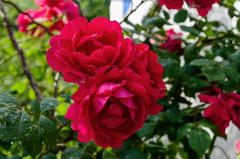 Róże w zależności od gatunku i odmiany mają mniejszą lub większą odporność na mróz