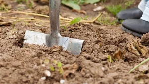 Mączkę bazaltową można stosować jesienią w ogrodzie - wymieszana z glebą poprawi jej strukturę i przepuszczalność.