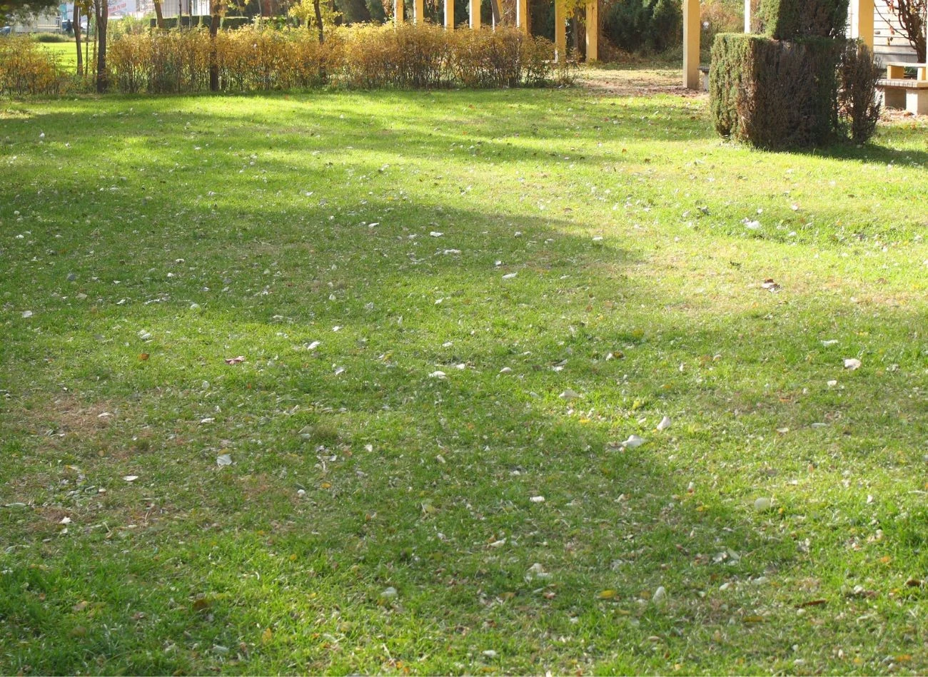 Jesienią mączkę bazaltową wysypuje się na trawnik, dzięki temu bezpiecznie przetrwa zimę.