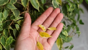 Dlaczego fikus benjamina gubi liście? Elena Nikishina