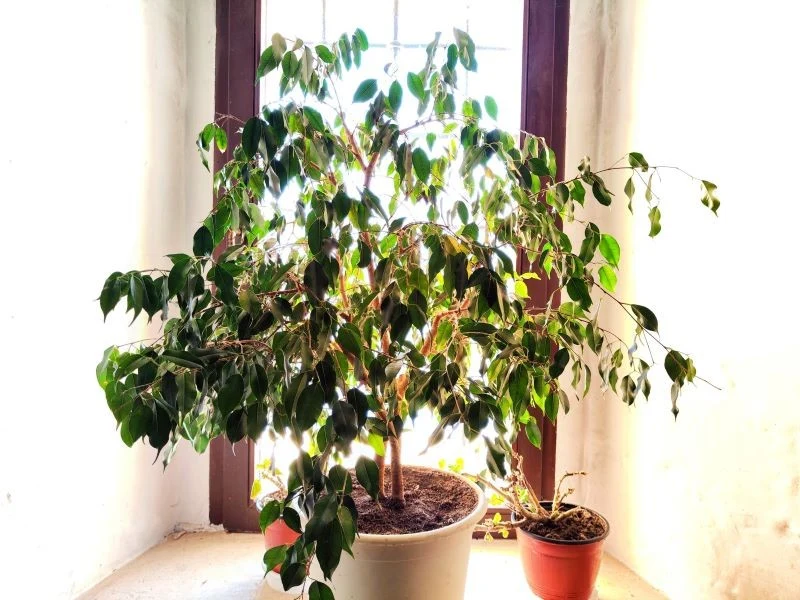 Fikus benjamina jest bardzo wrażliwy na wszelkie zmiany w otoczeniu