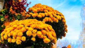 Chryzantemy  nie są już tylko kojarzone z kwiatami na cmentarz. Coraz częściej zdobią jesienne ogrody.