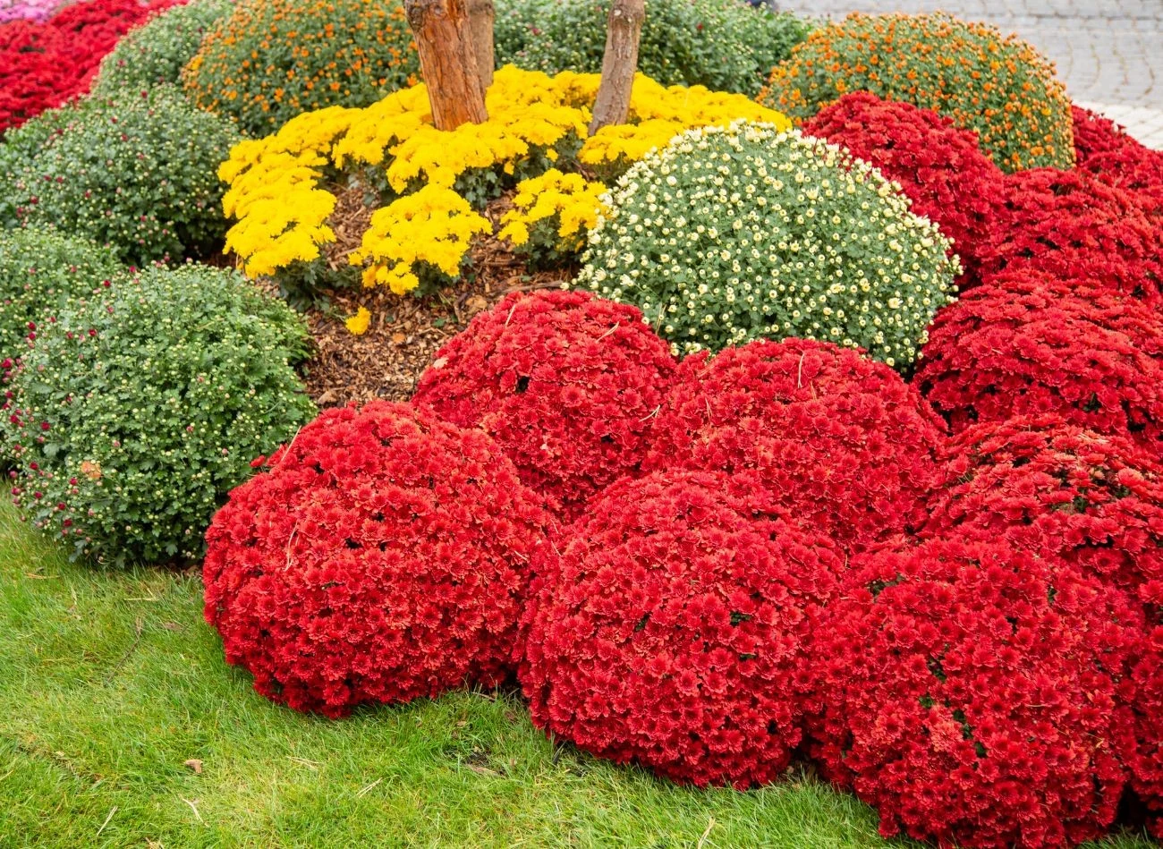 Co zrobić, żeby chryzantemy długo kwitły