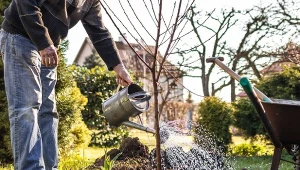 Co siać w listopadzie? Czy sadzenie drzew owocowych w tym okresie to dobre rozwiązanie? Ogrodnicy są zgodni.