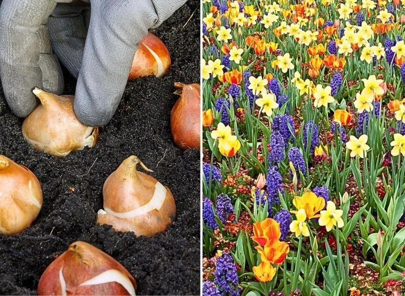 Kwiaty cebulowe posadzone jesienią malują na dziesiątki kolorów wiosenne rabaty