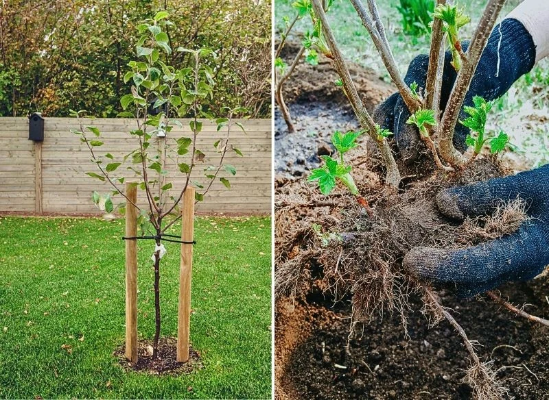 Nowo posadzone rośliny wymagają dodatkowego zabezpieczenia – podwiązania oraz kopczykowania przed zimą