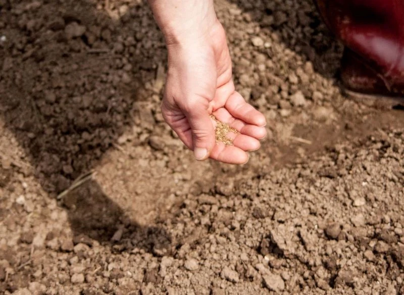 Wysiew warzyw w listopadzie pozwala na przeprowadzenie zbiorów wcześniej i wykorzystanie pełnego potencjału uprawowego warzywnika