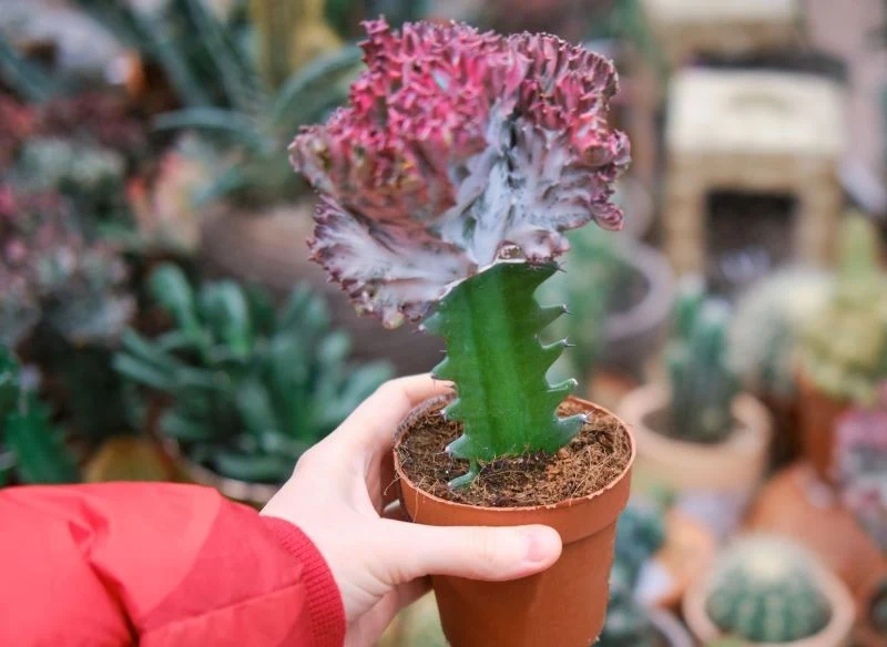 Wilczomlecz mleczny Cristata występuje w różnych kolorach