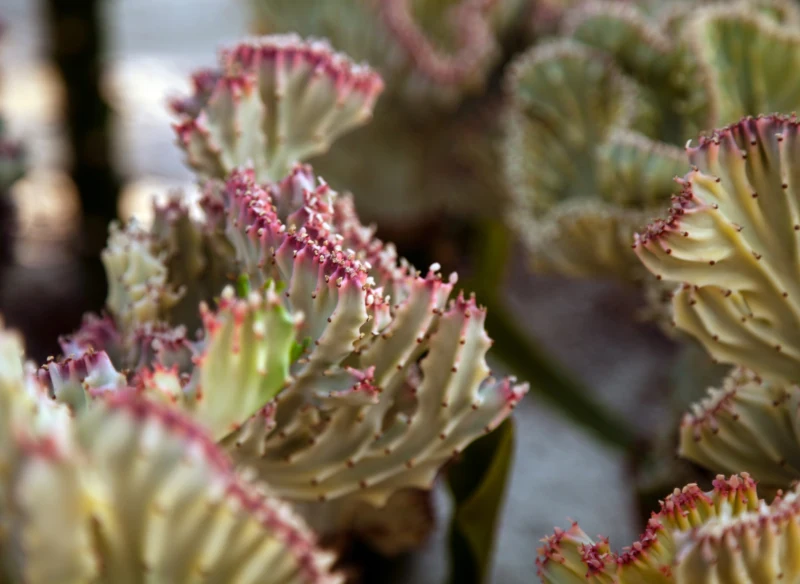 Wilczomlecz mleczny Cristata nie potrzebuje częstego podlewania