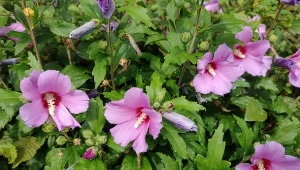 Co zrobić z hibiskusem ogrodowym pod koniec października? Przygotowanie ketmii syryjskiej do zimy