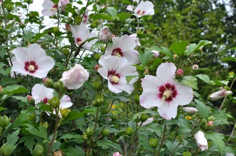 Zdarza się, że ketmia syryjska przemarza zimą w ogrodzie