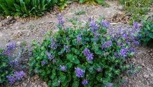 Dzielenie kocimiętki jesienią. Poznaj kilka ważnych wskazówek