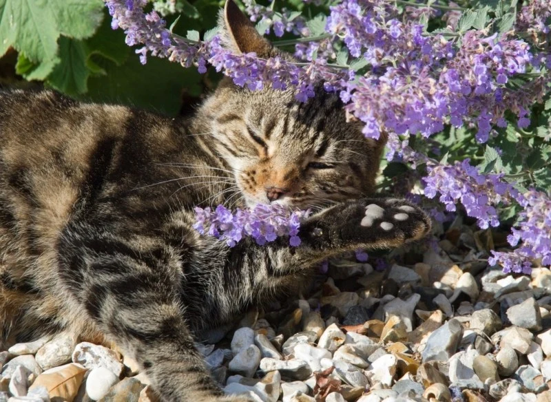 Kocimiętka jest lubiana przez koty – pobudza je swoim zapachem do zabawy lub działa na nie uspokajająco