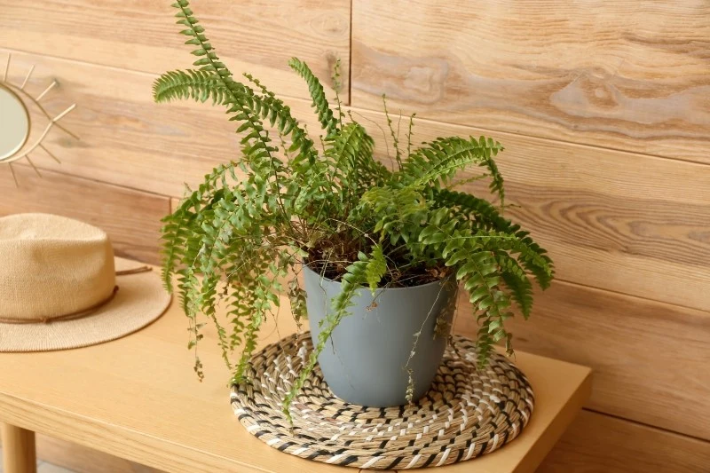 Paprotka może usychać z powodu zbyt suchego powietrza lub niedoboru wody